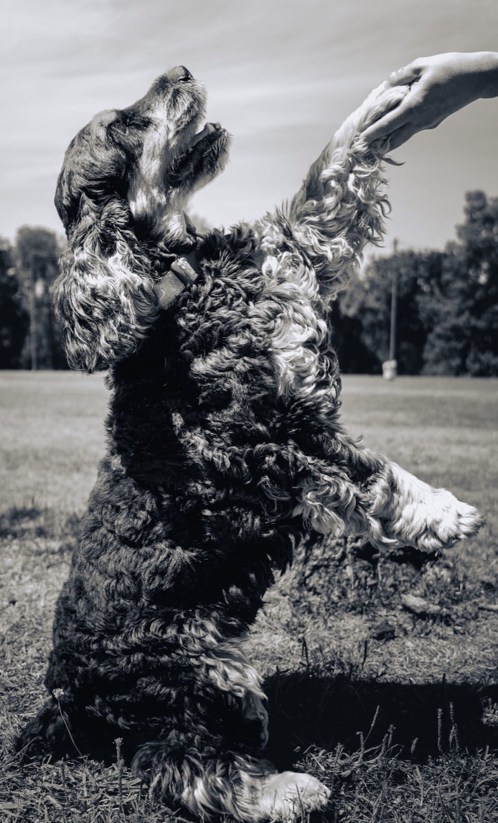 Chien noir et blanc levant la patte